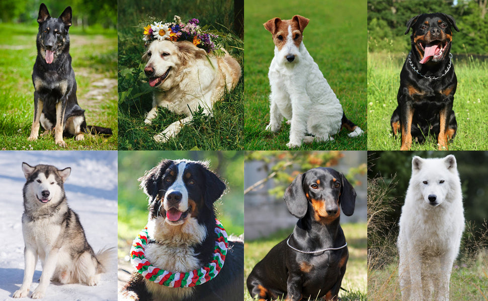 Adjustable Dog & Cat Training Clicker with Wrist Strap