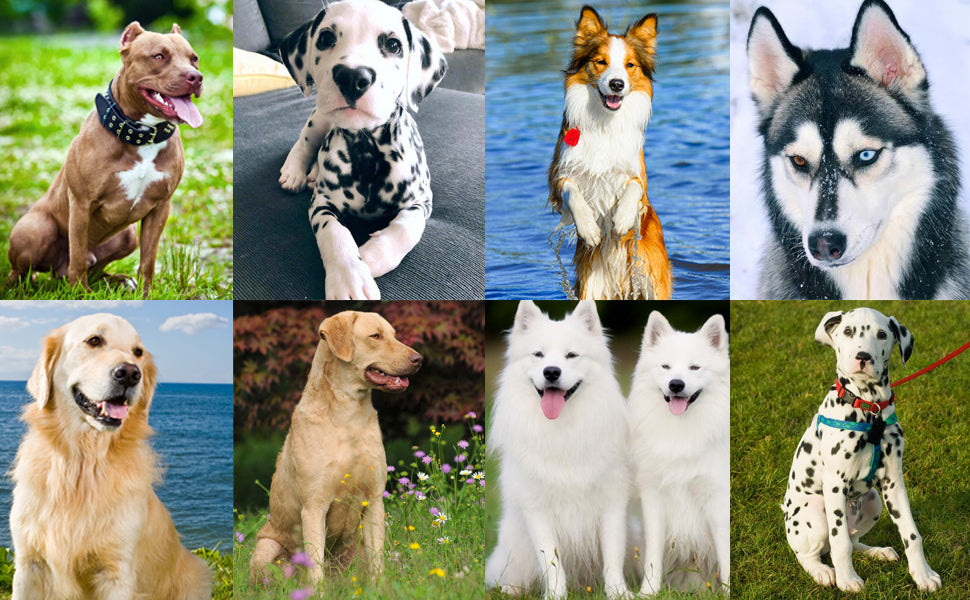 Adjustable Dog & Cat Training Clicker with Wrist Strap